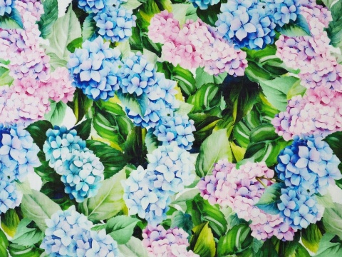 len w niebieskie i różowe hortensje len w niebieskie i różowe hortensje
