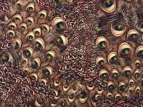 jedwab w brązowe, pawie pióra