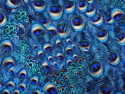 jedwab w niebieskie, pawie pióra