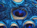jedwab w niebieskie, pawie pióra