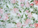 biała bawełna ażurowa w różowe róże i białe kwiaty