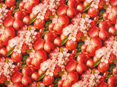 jedwab w gęste, czerwone jabłka oraz różowe kwiaty jabłoni