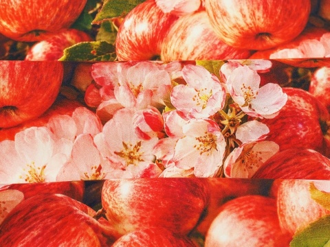 jedwab w gęste, czerwone jabłka oraz różowe kwiaty jabłoni