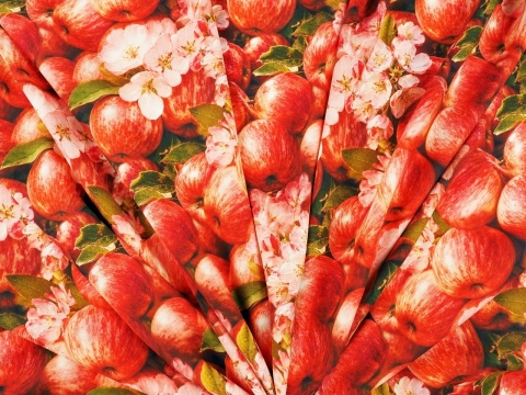 jedwab w gęste, czerwone jabłka oraz różowe kwiaty jabłoni