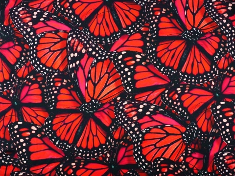 wiskoza w duże, czerwone motyle