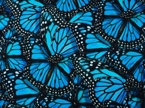 wiskoza w duże, niebieskie motyle