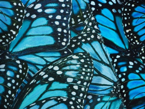 wiskoza w duże, niebieskie motyle