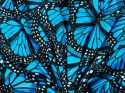 wiskoza w duże, niebieskie motyle