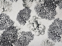 Bawełna ażurowa - Koralowce i ośmiornice