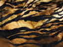 Pikówka welurowa - Paski tygrysa