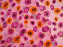 Jedwab szyfon - Fioletowe maki na różu