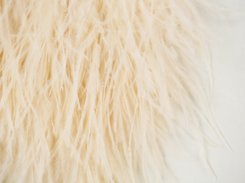 morelowe pióra na taśmie