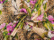 Dzianina bawełniana - Liście i fioletowe kwiaty na panterze