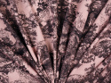 dzianina bawełniana w kolorze pudrowego różu w czarne ryciny drzew i zwierząt
