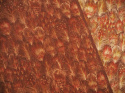 naturalna wełna włoska w rude piórka